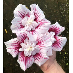 槿 ムクゲ ローズオブシャロン スターバーストシフォンの苗木を販売 花育通販