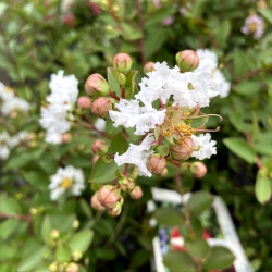 花木 庭木の販売店 花育通販 百日紅 サルスベリ の苗木 Withloveシリーズ バージン