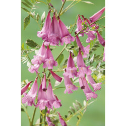 2度咲きジャカランダ ピンクエビータ の苗木を販売 花育通販