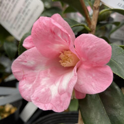 花木 庭木の販売店 花育通販 椿 ツバキ の苗木 絞佗介 しぼりわびすけ を販売