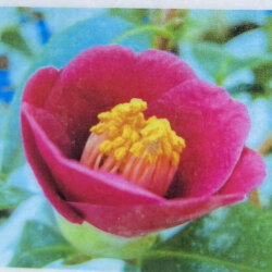 花木 庭木の販売店 花育通販 椿 ツバキ の苗木 大社紫 たいしゃむらさき を販売