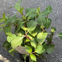 紫陽花 アジサイ ハイドランジア プティの苗を販売 花育通販