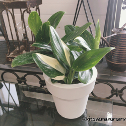 観葉植物の販売店 花育通販 斑入りハネカズラ モンステラ スタンデリアナ バリエガータ Monstera Standleyana Variegata 5号鉢 を販売