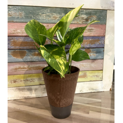 観葉植物の販売店 花育通販 エコポット 匠4号植え ポトス 水やり簡単 底面給水 を販売