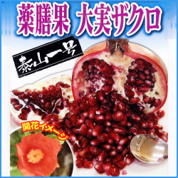 果樹園 花育通販 ザクロ ざくろ の苗木を販売