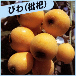 果樹園「花育通販」枇杷（びわ）の苗木を販売