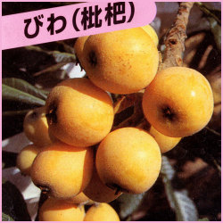 果樹園「花育通販」枇杷（びわ）の苗木を販売