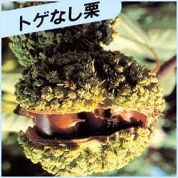 果樹園 花育通販 トゲなし栗 クリ の苗木を販売