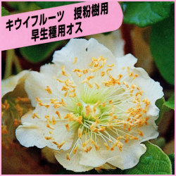 果樹園 花育通販 キウイフルーツ苗木 受粉用オス マックを販売