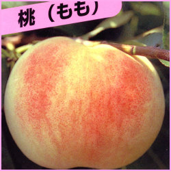 果樹園 花育通販 白桃の苗木 白凰 ハクホウ を販売