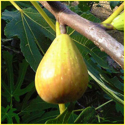 果樹園 花育通販 いちじく イチジク ブルンズウィック ２年生以上 の苗木を販売