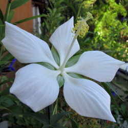 多年草 宿根草の販売店 花育通販 紅葉葵 モミジアオイ の苗 白花 を販売