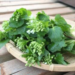 家庭菜園 野菜苗の販売店 花育通販 畑ワサビ ハタワサビ の苗を販売