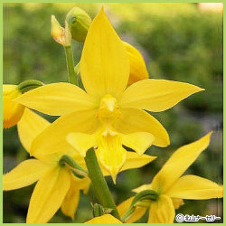 山野草 高山植物の販売店 花育通販 キエビネの苗を販売