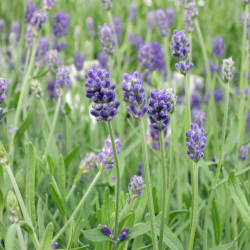 ラベンダー センティヴィア の苗 花育通販 ハーブ 宿根草の販売店