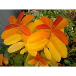 多年草 宿根草 花木の販売店 花育通販 ヒペリカム カリシナム ゴールドフォームの苗を販売