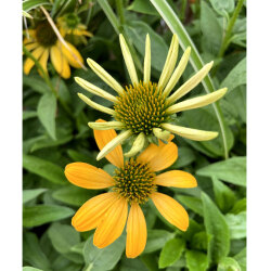 夏の宿根草 エキナセア プレーイリーブレイズ ゴールデンイエロー の苗を販売 花育通販