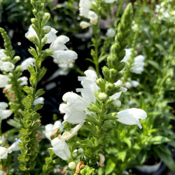 多年草 宿根草の販売店 花育通販 フィソステギア カクトラノオ クリスタルピークホワイト の苗を販売