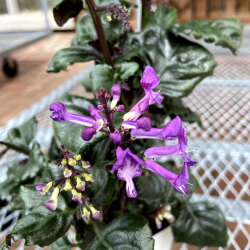 多年草 宿根草の販売店 花育通販 プレクトランサス マジックモアの苗を販売