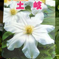 クレマチス苗 土岐 とき を販売 花育通販