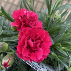 ダイアンサス マチルダの苗を販売 花育通販