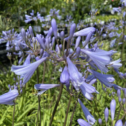 多年草 宿根草の販売店 花育通販 アガパンサス 矮性 青花の苗を販売