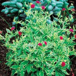 多年草 宿根草苗の販売店 花育通販 クナウティア ｍ サンダー ライトニング の苗を販売