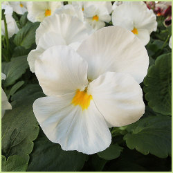 花苗 一年草 の販売店 花育通販 パンジー 白花系 の苗を販売
