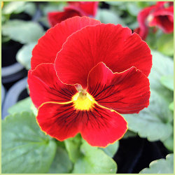 花苗 一年草 の販売店 花育通販 パンジー 赤花系 の苗を販売