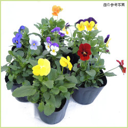 花苗 一年草 の販売店 花育通販 ビオラプランター用 7苗セット を販売