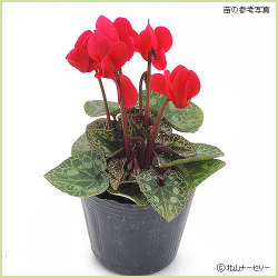 多年草 宿根草の販売店 花育通販 ガーデンシクラメン 赤花系 の苗を販売 多年草 宿根草の販売店 花育通販 ガーデンシクラメン 赤花系 の苗を販売