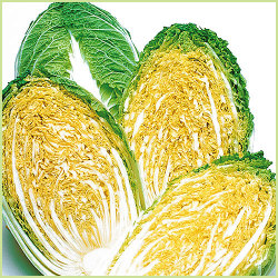 野菜苗と種 タネ の販売店 花育通販 白菜 ハクサイ オレンジクイーンの苗 5苗セット を販売 野菜苗と種 タネ の販売店 花育通販 白菜 ハクサイ オレンジクイーンの苗 5苗セット を販売