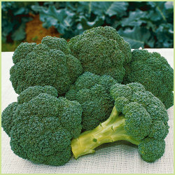 野菜苗と種 タネ の販売店 花育通販 早生ブロッコリー シャスターの苗を販売