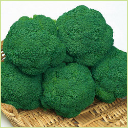 野菜苗と種 タネ の販売店 花育通販 晩生ブロッコリー 緑帝の苗を販売