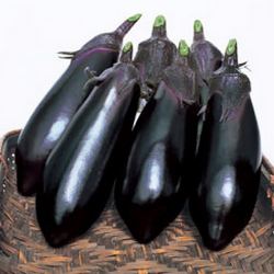 花育通販 茄子 ナス 浅漬け一番なすの苗を販売