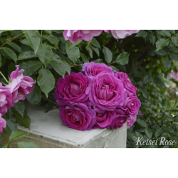 花木 庭木の 花育通販 薔薇 バラ の苗木 フォーラン マリアを販売