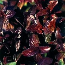 ハーブ 香草 苗なら 花育通販 キャンディーミントの苗を販売