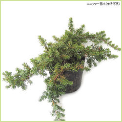 花木 庭木の販売店 花育通販 コニファー苗木 ブルーパシフィックを販売
