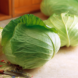 家庭菜園野菜の販売店 花育通販 キャベツ 初秋 の苗を販売 家庭菜園野菜の販売店 花育通販 キャベツ 初秋 の苗を販売