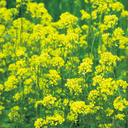 景観用植物 緑肥用シロカラシ 黄花のちからの種 1kg 花育通販 野菜苗 タネの販売店