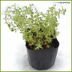 ハーブ 香草 苗なら 花育通販 シルバータイムの苗を販売