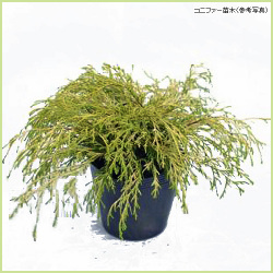 花木 庭木の販売店 花育通販 コニファー苗木 ゴールデンモップを販売