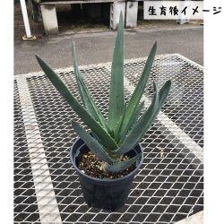 花育通販 アロエ ヘラクレスの苗を販売