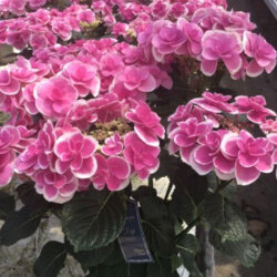 母の日のフラワーギフトなら 花育通販 ハイドランジア アジサイ ドリップてまり ピンク 5号鉢植えラッピング付きを販売