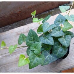 観葉植物の販売店 花育通販 ヘデラ アイビー h サーク ハートヘデラ の苗を販売 観葉植物の販売店 花育通販 ヘデラ アイビー h サーク ハートヘデラ の苗を販売