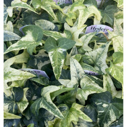 観葉植物の販売店 花育通販 アイビー ヘデラ ｈ バタフライの苗を販売