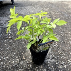 サンブカス 西洋ニワトコ エルダーフラワー オーレア 黄金葉 の苗木を販売 花育通販 花木 植木の販売店 サンブカス 西洋ニワトコ エルダーフラワー オーレア 黄金葉 の苗木を販売 花育通販 花木 植木の販売店