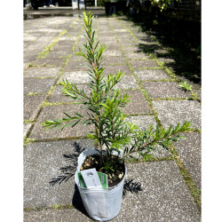 植木花木なら 花育通販 メラレウカ ブラックティーツリーの苗木 9cmポット を販売 植木花木なら 花育通販 メラレウカ ブラックティーツリーの苗木 9cmポット を販売