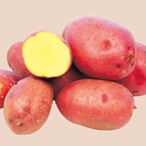 ジャガイモ　レッドムーン