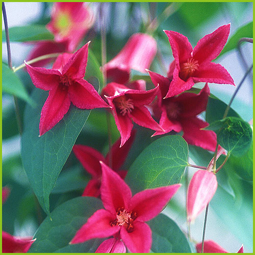 クレマチス　苗　⑥ クレマチス苗【6号鉢】大苗、FHヤング・ラギノーサ系・新旧両